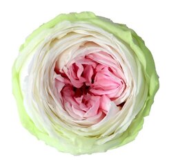 Stabilizēta mini peonija roze Amorosa tricolor cena un informācija | Stabilizētās rozes, augi | 220.lv