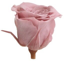 Stabilizētas Princess rozes 16 gab., Cherry Blossom cena un informācija | Stabilizētās rozes, augi | 220.lv