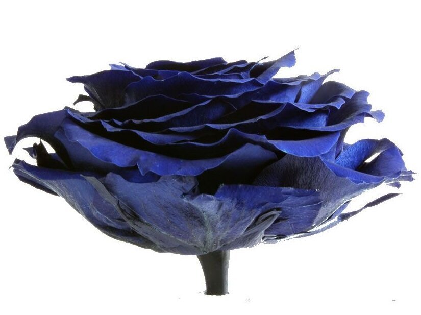 Stabilizēta roze Amorosa Premium zila cena un informācija | Stabilizētās rozes, augi | 220.lv