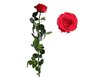 Stabilizēta roze Amorosa Premium Sarkana цена и информация | Stabilizētās rozes, augi | 220.lv
