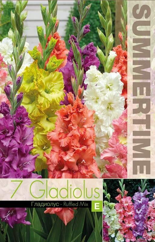 Lielziedu gladiolas Ruffled mix 7 gab. cena un informācija | Sīpolpuķes | 220.lv