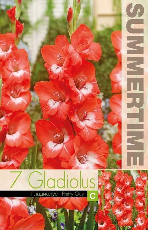 Lielziedu gladiolas Pretty guy 7 gab. цена и информация | Sīpolpuķes | 220.lv