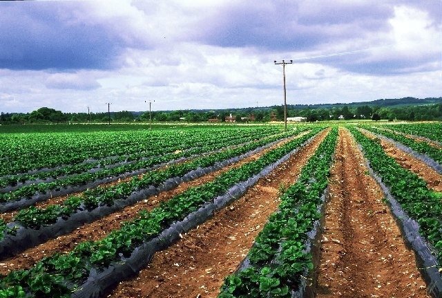 Agroplēve pret nezālēm 1.6x100 m rullis, 110 g/m2, zaļa cena un informācija | Dārza instrumenti | 220.lv