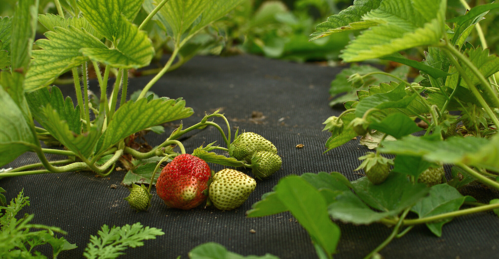 Agrotekstils pret nezālēm Bradas 1.6x100 m rullis, 80 g/m2, neausts cena un informācija | Dārza instrumenti | 220.lv