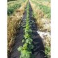 Agrotekstils pret nezālēm Bradas 3.2x100 m rullis, 50 g/m2, neausts cena un informācija | Dārza instrumenti | 220.lv