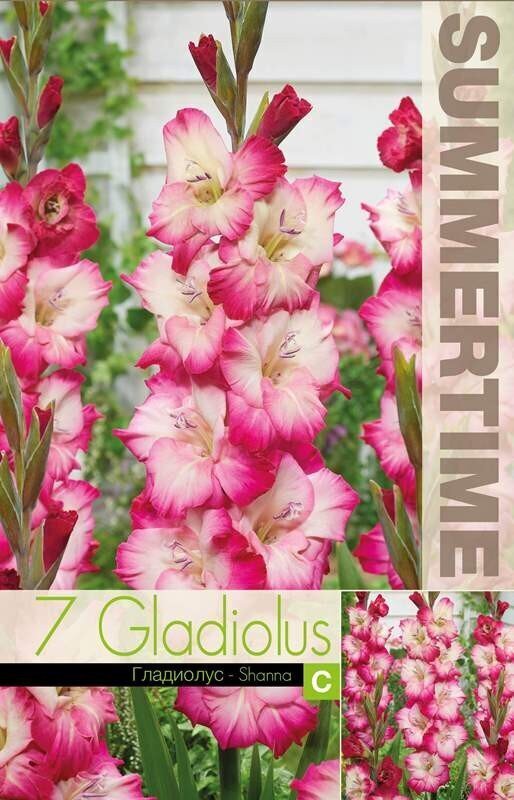 GLADIOLA LIELZIEDU SHANNA 7 GAB cena un informācija | Sīpolpuķes | 220.lv