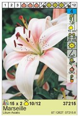 Лилии азиатские Marseille 2 шт. цена и информация | Луковичные цветы | 220.lv