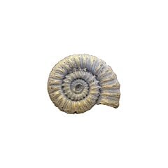 Силиконовая форма FOSSIL, 46 мм цена и информация | Принадлежности для рисования, лепки | 220.lv