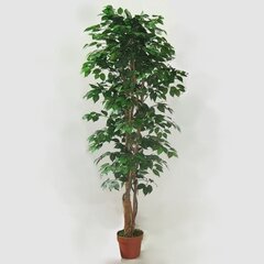 Mākslīgais augs Ficus 2 180cm cena un informācija | Mākslīgie ziedi | 220.lv