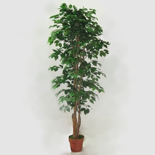 Mākslīgais augs Ficus 2 180cm цена и информация | Mākslīgie ziedi | 220.lv