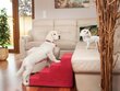 Hobbydog kāpnes Savoy 4, sarkanas, 60x40x40 cm cena un informācija | Suņu gultas, spilveni, būdas | 220.lv
