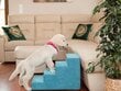 Hobbydog kāpnes Savoy 4, tirkīza krāsas, 60x40x40 cm цена и информация | Suņu gultas, spilveni, būdas | 220.lv