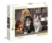 Puzle Clementoni High Quality Lovely Kittens 1000 d. цена и информация | Puzles, 3D puzles | 220.lv