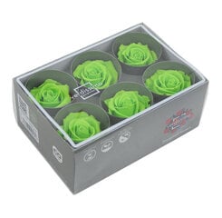 Stabilizētas Standard rozes 6 gab., gaiši zaļa cena un informācija | Stabilizētās rozes, augi | 220.lv