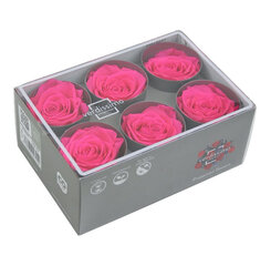 Stabilizētas Standard rozes 6 gab., spilgti rozā cena un informācija | Stabilizētās rozes, augi | 220.lv