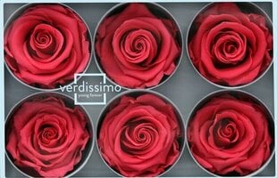 Stabilizētas Standard rozes 6 gab., tumši rozā cena un informācija | Stabilizētās rozes, augi | 220.lv