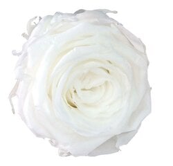 Стабилизированные Standard розы 6 шт., белые цена и информация | Спящие стабилизированные розы, растения | 220.lv