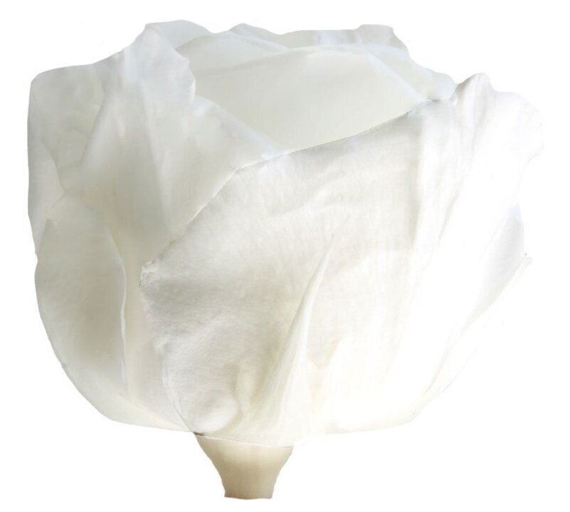 Stabilizētas Standard rozes 6 gab., baltas цена и информация | Stabilizētās rozes, augi | 220.lv