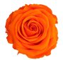 Stabilizētas Standard rozes 6 gab., oranžas цена и информация | Stabilizētās rozes, augi | 220.lv