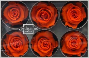 Stabilizētas Standard rozes 6 gab., oranžas cena un informācija | Stabilizētās rozes, augi | 220.lv