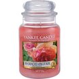 Ароматическая свеча Yankee Candle Sun-Drenched Apricot Rosei 623 г