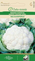 КАПУСТА ЦВЕТНАЯ NECKARPERLE «ŽALIA STOTELĖ» 0,50 Г цена и информация | Семена овощей, ягод | 220.lv