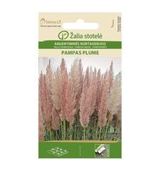 PAMPU ZĀLE PAMPAS PLUME PINK cena un informācija | Puķu sēklas | 220.lv