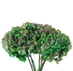 Stabilizētas divkrāsu Hortenzijas zaļa / rozā cena un informācija | Stabilizētās rozes, augi | 220.lv
