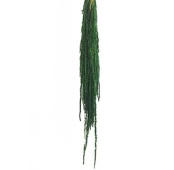 Stabilizēts Amaranthus zaļš cena un informācija | Stabilizētās rozes, augi | 220.lv