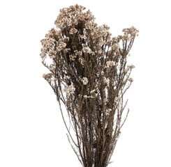 Stabilizēts Diosmi (Rice flower) balts cena un informācija | Stabilizētās rozes, augi | 220.lv