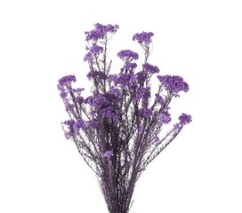 Stabilizēti Diosmi (Rice flower) ceriņu cena un informācija | Stabilizētās rozes, augi | 220.lv