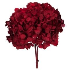 Stabilizēts Standard Hortenzijas sarkanas цена и информация | Спящие стабилизированные розы, растения | 220.lv