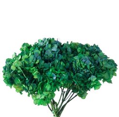 Stabilizētas divkrāsu Hortenzijas zaļa / zila cena un informācija | Stabilizētās rozes, augi | 220.lv