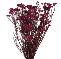 Stabilizēts Diosmi (Rice flower) sarkans cena un informācija | Stabilizētās rozes, augi | 220.lv