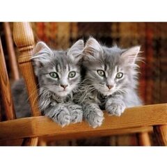 Головоломка Clementoni High Quality Collection Kittens (Котята), 30545, 500 д. цена и информация | Пазлы | 220.lv