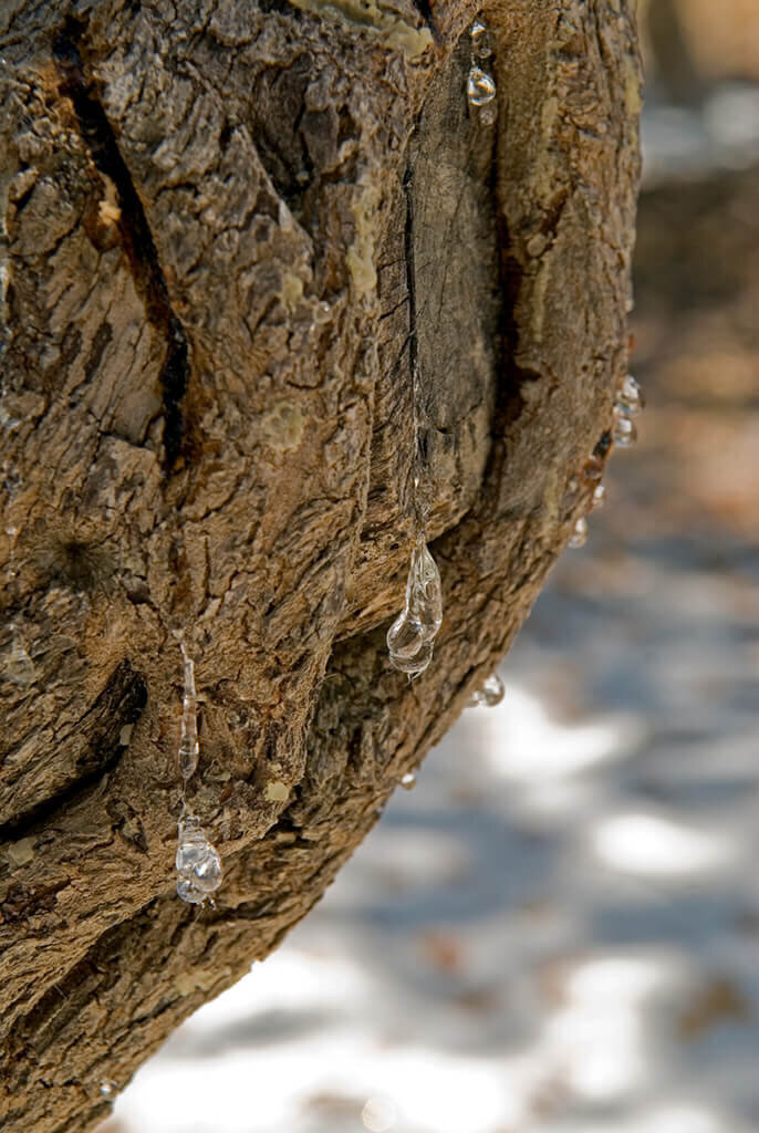 Košļājamā gumija ar mastiku Elma Rose, 13 g cena un informācija | Saldumi | 220.lv