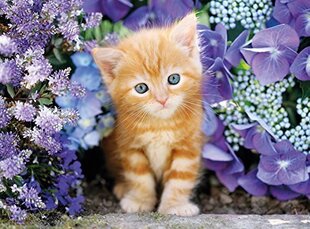Puzle Clementoni High Quality Kaķēns/Ginger Cat, 500 d. цена и информация | Пазлы | 220.lv