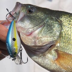 Vobleris Banshee Crankbait 60mm 12g VC03 Chartreuse Shad, Peldošs cena un informācija | Vobleri, ēsmas, vizuļi | 220.lv