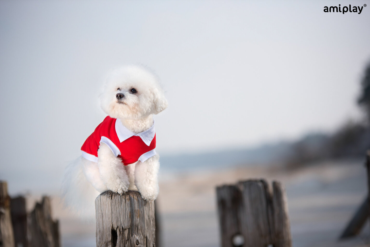 Amiplay krekliņš suņiem Polo Oxford Chihuahua, XS, zils цена и информация | Apģērbi suņiem | 220.lv