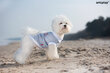 Amiplay krekliņš suņiem Polo Oxford Chihuahua, XS, pelēks цена и информация | Apģērbi suņiem | 220.lv