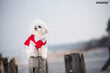 Amiplay krekliņš suņiem Polo Oxford Maltese, M, pelēks цена и информация | Apģērbi suņiem | 220.lv