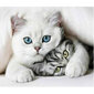 Dekorēšanas komplekts Diamond Painting Cats, 30x40 cm cena un informācija | Dimantu mozaīkas | 220.lv