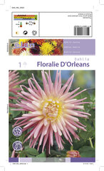 Dālija kaktusa Floralie d'Orleans 1 gab. cena un informācija | Sīpolpuķes | 220.lv