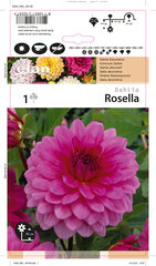 Dālijas dekoratīvas Rosella 1 gab. cena un informācija | Sīpolpuķes | 220.lv