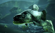 Xbox One Catch: Carp & Coarse Collector's Edition cena un informācija | Datorspēles | 220.lv