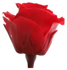 Stabilizētas Mini rozes 12 gab., sarkanas cena un informācija | Stabilizētās rozes, augi | 220.lv