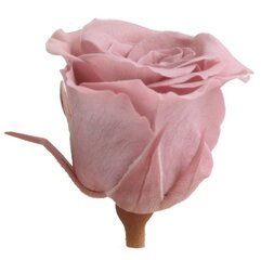 Stabilizētas Mini rozes 12 gab., cherry blossom cena un informācija | Stabilizētās rozes, augi | 220.lv