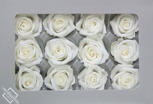 Stabilizētas Mini rozes 12 gab., baltas cena un informācija | Stabilizētās rozes, augi | 220.lv