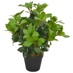 vidaXL mākslīgais augs, lauru koks ar podiņu, zaļš, 40 cm цена и информация | Искусственные цветы | 220.lv