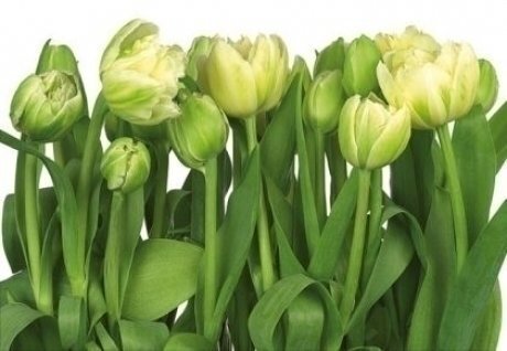 Foto tapetes Tulips цена и информация | Fototapetes | 220.lv